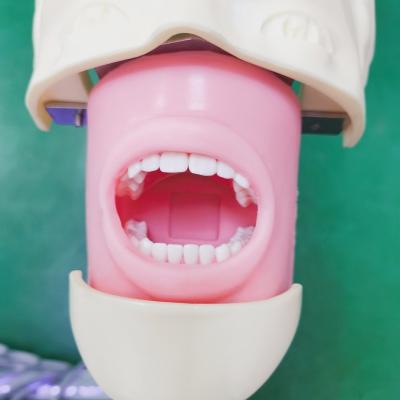 China Professional Dental Students Simulator Training Model Medical Science Dental Phantom Head Model for sale