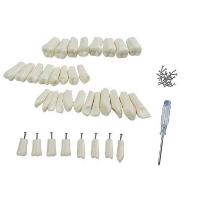 China 32pcs/Set Dental Typodont Replacement Teeth Dental Student Practice Tools Hardness Resin Teeth for sale