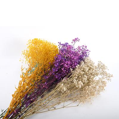 China Natural Touch Natural Flower Touch Decoration Dried Babysbreath Exquisite Preserved Gypsophila To Wedding Decoration for sale