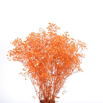 China Natural Touch Natural Flower Touch Wholesale Manufacturers Preserved Dried Flower Home Decoration Dried Preserved Flower Gypsophila for sale