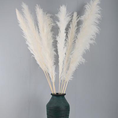 China Europe Wholesale Europe Flowers Feathers Dry Natural Tall White Pampas Grass 120cm Long Tall For Wedding Decoration for sale