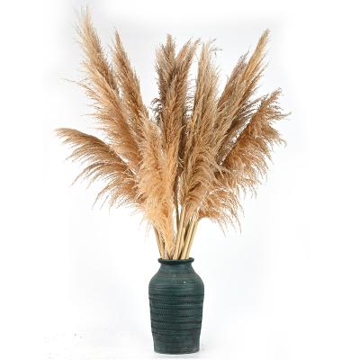 China Europe Europe Large Color Feathers Like Feathers 70cm Long Fluffy Natural Gold Other Pampas Grass Decorative Flowers And Plants Large for sale