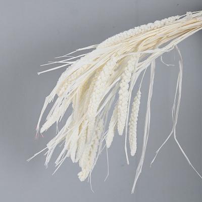 China Mini Pampas Dried Pampas Natural Mini Pampas Dried Pampas Natural Touch Dry Dried Decoration for sale