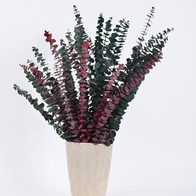 China Top Modern Rate Eucalyptus Leaf Bouquet Supplier Outstanding Quality First Preserved for sale