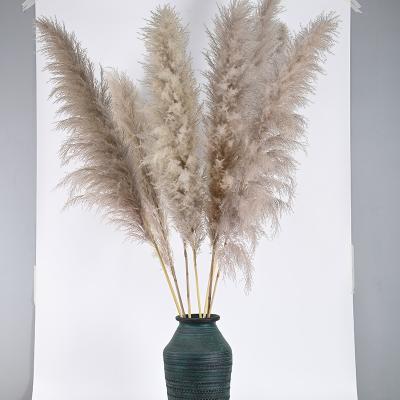 China Europe wholesale pampas grass fashion design dried flowers 120cm pampas grass for wedding decoration for sale