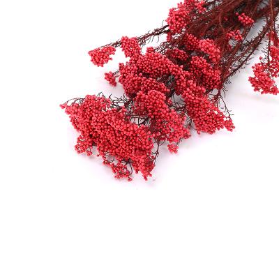 China Wedding Flower Arrangement Natural Touch Rice Flower Millet Dry Preserved Flower for sale