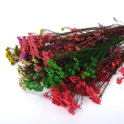 China Natural Touch Valentine's Day Decoration Dried Flower Bouquets Preserved Rice Flower Millet Flower for sale