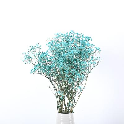 China Touch Plant Natural DIY Mini Bouquet Preserved Flowers Babysbreath Gypsophila Eternal Dry for sale