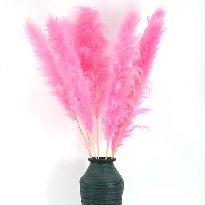 China Natural Touch Flower Wholesale Dry Home Decorative Flowers Beautiful Fluffy for sale