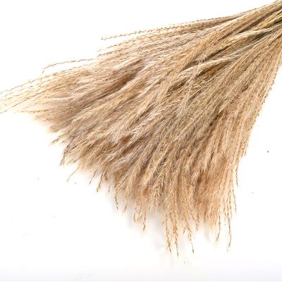 China Wholesale Florist Supplies Natural Touch Decorative Dried Ponytail Beater For Flower Bouquet for sale