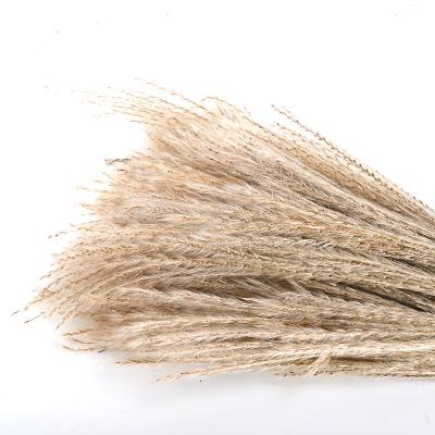 China Natural touch European and American style pampas grass ponytail wild dry beater for wedding decorations for sale