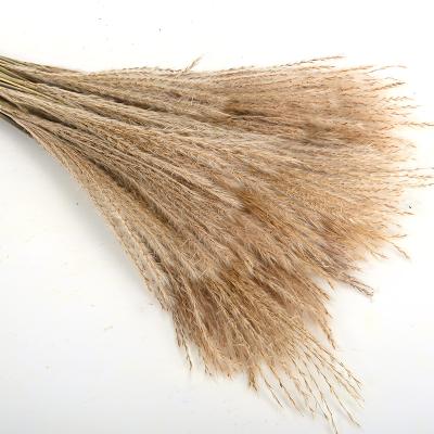 China Wholesale Hot Sale Natural Touch Dried Flower Small Pampas Natural Dried Ponytail Beater For Home Decor for sale