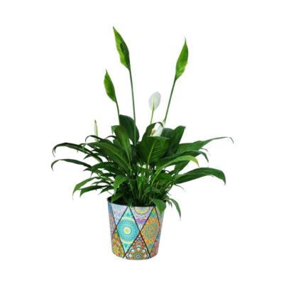 China Wholesale Modern Round Garden Decoration Plant Econo Plastic Flower Pots 6 Inch Planting Flower Pot for sale