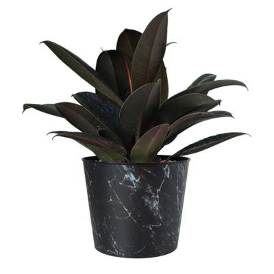 China Modern Econo wholesale 6 inch indoor decorative plastic flower pots, plastic flower pots for garden plants for sale