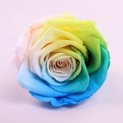 China Natural Touch Wholesale Preserved Rainbow Rose Flower Head, English Rose, Flowers, Bouquet, Corsage, Event, Floral and DIY for sale