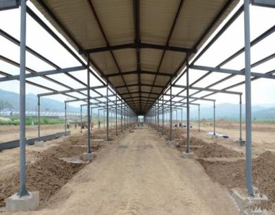 China SG-BL-11 Open Site Cow Shed House Dairy Cow Shed Design Dairy Cow Steel Shed for sale