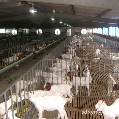 China Prefab steel goat house powerful cooling shed fan dairy cow shed design dairy shed steel structure cow for sale