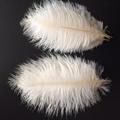 China Handcraft Feather Wholesale 15-20cm Cheap White Ostrich Feather for sale