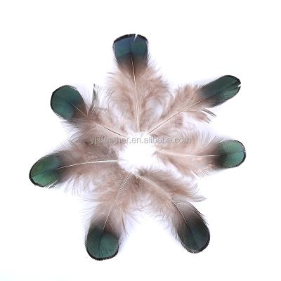 China Diy open natural lady Amherst pheasant pluma green color DIY pheasant feather for sale