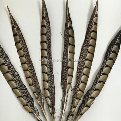 China Beautiful Pheasant 30-35cm Lady Amherst Pheasant Side Tail Feather for sale