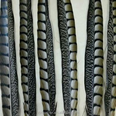 China Wholesale Cheap Lady's Pheasant Feather 18-20inches Amherst Decorations China Supplier Beautiful For Decoration for sale