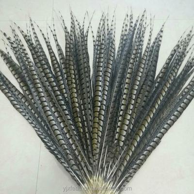 China Wholesale Cheap Decorations China Supplier Lady 30-35inches Amherst Pheasant Tail Side Tail Beautiful For Decoration for sale