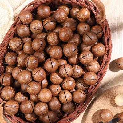 China Fresh macadamia in shell or without shell clean raw materials OEM ODM planting base factory and processing service for sale