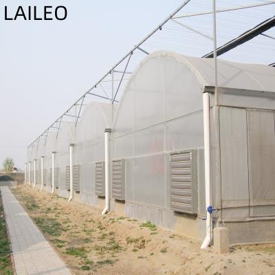 China Stable structure easily assembled Multi-span film greenhouse for tomato with cheap price for sale