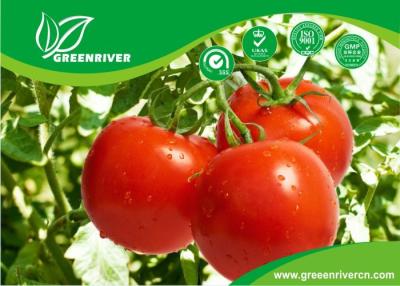 China Bright red Hybrid tomato seeds with cracking resistance , ISO9001-2008 for sale