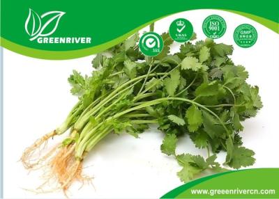 China Aprobación de la FDA de semillas de cilantro blanco seleccionadas a mano, 2013 año de nueva cosecha en venta