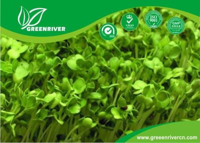 China organnic Radish sprouts seeds with ISO9001-2000 approvals , Green Black Yellow for sale