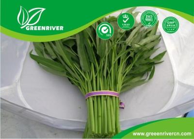 China Yellow Green lance leaf water spinach seeds in Prostrate type for sale