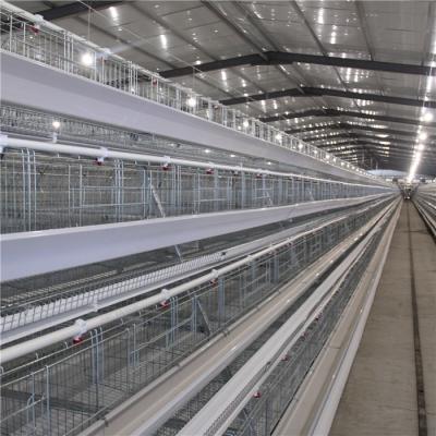 China 20 Years Broiler Chicken Cage Automatic Control Ventilation And Temperature for sale