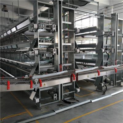 China Layer Chicken Automatic Egg Collection System 3 Tier 5 Door for sale