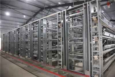 China Galvanized Steel Poultry Egg Collection System Electrostatic Spray for sale