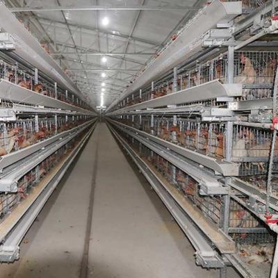 China 380V 3 Phase A Type Layer Cages , U Shape Steel Chicken Feeding Equipment for sale