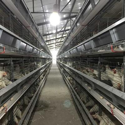 China 4 - 8.5m Raising Poultry Chicken Cage Battery Control With Auto Egg Collector for sale