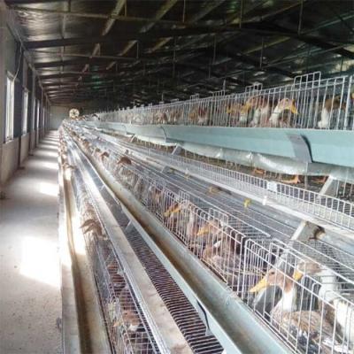 China High Quality Poultry Duck Cage , U Shape Steel Battery Duck Cage For Sale for sale