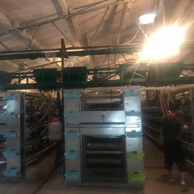 China 380V / 220V Commercial Quail Cages U Shape Steel Cage Frame Auto Feeding for sale