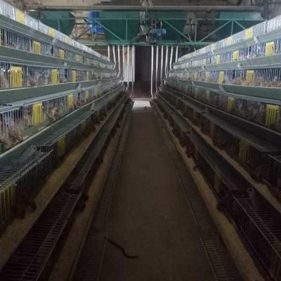 China 6 Tiers 2 Doors Quail Cage Automatic control Hot Dipped Galvanized surface for sale