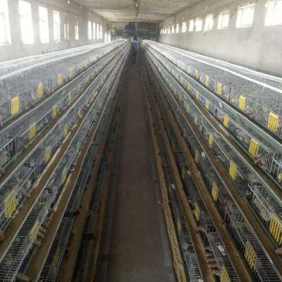 China 9.5mm Dia 240 - 576 Quail Cage Electric Galvanized For Breeding Industries for sale