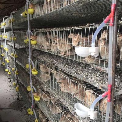 China 1300 * 450 * 250mm Quail Cage H Type / A Type For Hatching Quails HXQC5 Model for sale