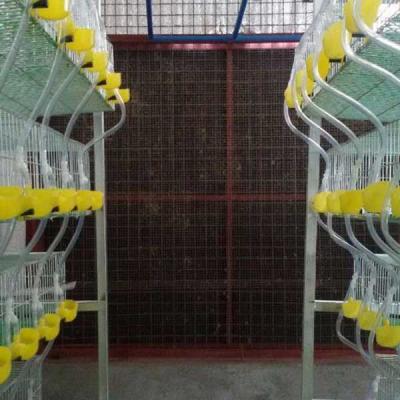 China Anti Corrosion Quail Cage Hot Dip Galvanized Coating Working Labor Saving for sale