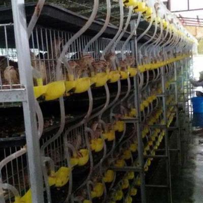 China Automatic Quail Egg Laying Cages , Quail farm Layer Farming Cage no toxic for sale