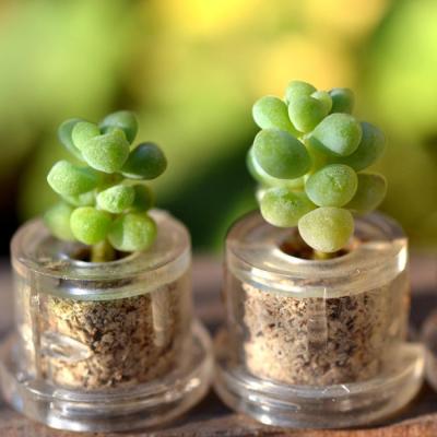 China CLASSIC Mini Mini Greenhouse Gift Baby Pet Plant Wedding Succulent for sale