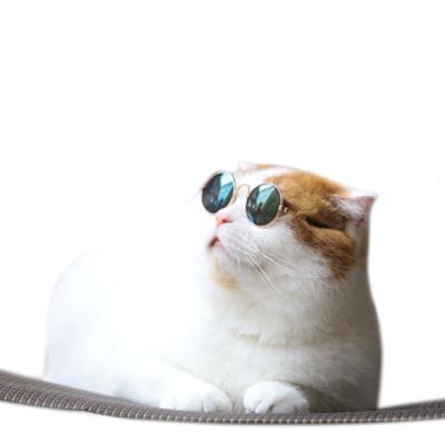 China Fashion sunglasses pamper funny funny strange sunglasses cat cat cat glass new for sale