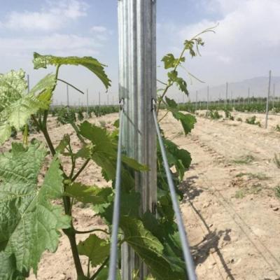 China Easily Assembled Galvanized Vineyard Trellis Post Grape Stakes for sale