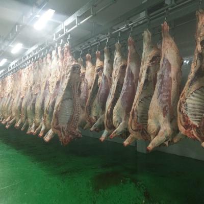 China Cattle Cattle Carcass Cooling Room With Pipe Track System for sale