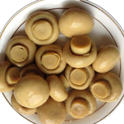 China Fresh High Quality Cooked Canned Mushrooms FROM EU EXPORTERS for sale