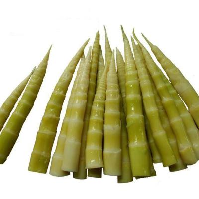 China Canned organic vegetable canned bamboo shoot in vacuum bags for sale